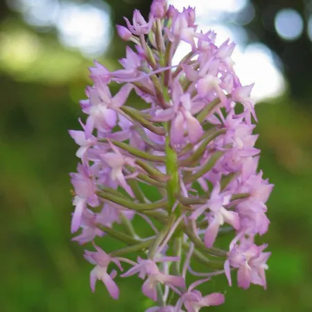 La Cheneraie 3* Payrac