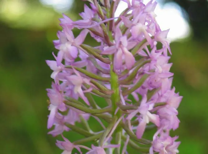 La Cheneraie 3* Payrac